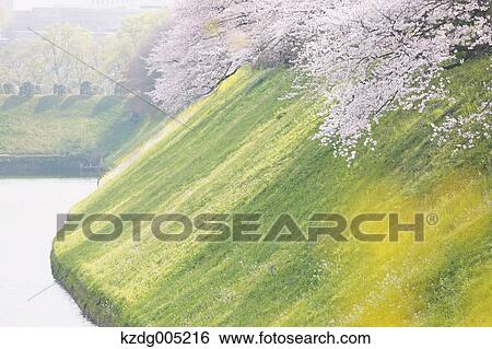 Cherry blossoms View Large Photo Image Stock Photograph - Cherry blossoms. Fotosearch