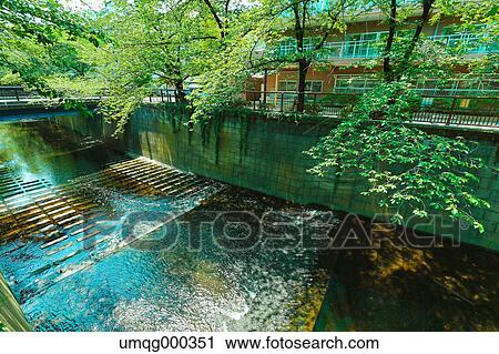 Fresh green at Meguro river, Tokyo, Japan View Large Photo Image Stock Image - Fresh green at Meguro river, Tokyo, Japan. Fotosearch
