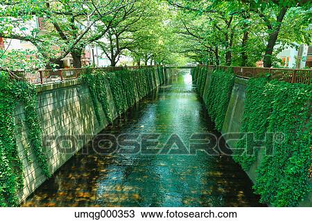 Fresh green at Meguro river, Tokyo, Japan View Large Photo Image Stock Image - Fresh green at Meguro river, Tokyo, Japan. Fotosearch