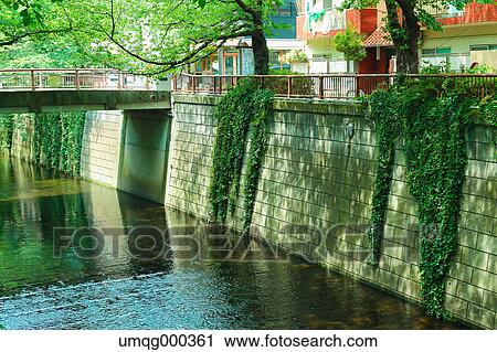 Fresh green at Meguro river, Tokyo, Japan View Large Photo Image Stock Image - Fresh green at Meguro river, Tokyo, Japan. Fotosearch