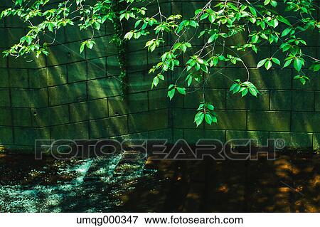 Stock Photo - Fresh green at Meguro river, Tokyo, Japan. Fotosearch