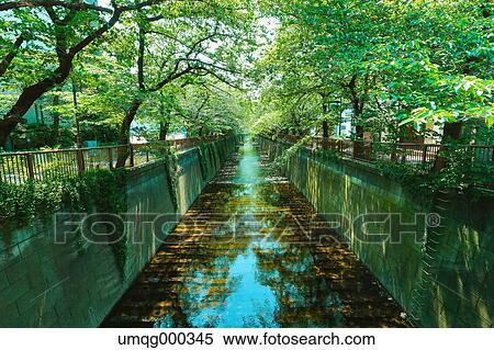 Fresh green at Meguro river, Tokyo, Japan View Large Photo Image Stock Photography - Fresh green at Meguro river, Tokyo, Japan. Fotosearch