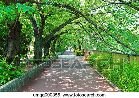 Fresh green at Meguro river, Tokyo, Japan View Large Photo Image Stock Photography - Fresh green at Meguro river, Tokyo, Japan. Fotosearch