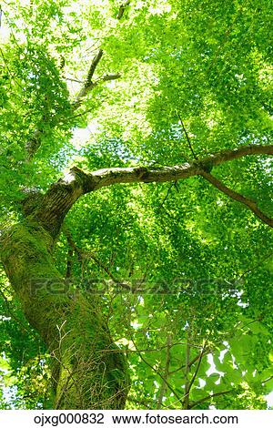 Fresh green at Otaki Valley, Tokyo, Japan View Large Photo Image Stock Image - Fresh green at Otaki Valley, Tokyo, Japan. Fotosearch