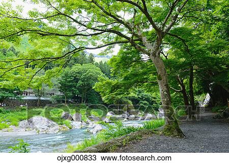 Fresh green at Otaki Valley, Tokyo, Japan View Large Photo Image Stock Image - Fresh green at Otaki Valley, Tokyo, Japan. Fotosearch