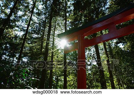 Stock Photo - Hakone Shrine on a Winter morning, Hakone, Japan. Fotosearch