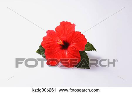 Stock Image - Hibiscus. Fotosearch