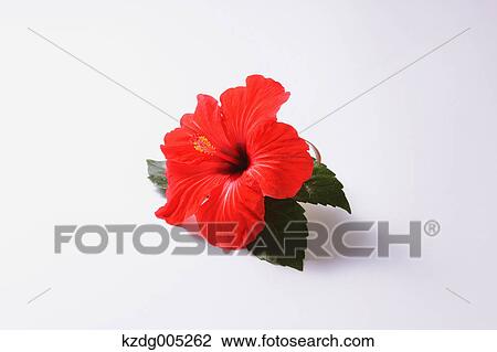 Hibiscus View Large Photo Image Stock Image - Hibiscus. Fotosearch