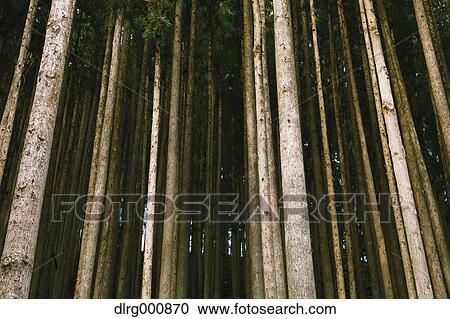 Japanese Cedar trees in Okutama, Tokyo, Japan View Large Photo Image Stock Image - Japanese Cedar trees in Okutama, Tokyo, Japan. Fotosearch