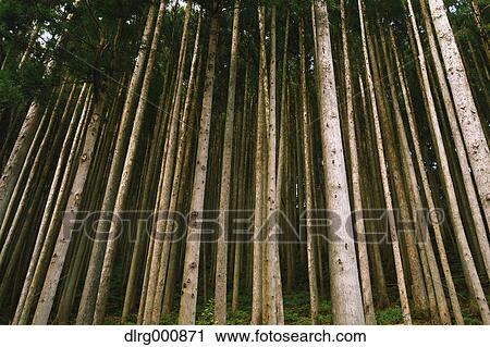 Japanese Cedar trees in Okutama, Tokyo, Japan View Large Photo Image Stock Image - Japanese Cedar trees in Okutama, Tokyo, Japan. Fotosearch