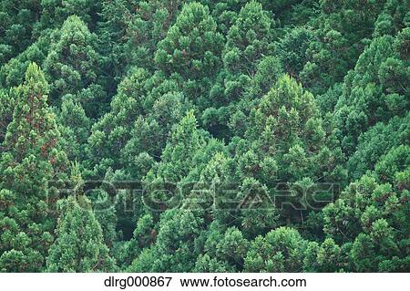Japanese Cedar trees in Okutama, Tokyo, Japan View Large Photo Image Stock Photo - Japanese Cedar trees in Okutama, Tokyo, Japan. Fotosearch