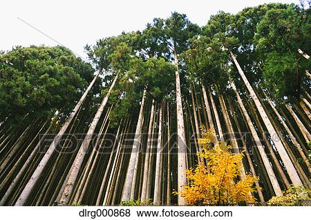 Japanese Cedar trees in Okutama, Tokyo, Japan View Large Photo Image Stock Photo - Japanese Cedar trees in Okutama, Tokyo, Japan. Fotosearch