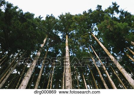 Japanese Cedar trees in Okutama, Tokyo, Japan View Large Photo Image Stock Photo - Japanese Cedar trees in Okutama, Tokyo, Japan. Fotosearch