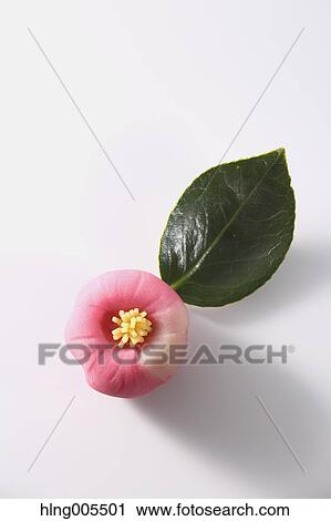 Stock Image - Japanese confectionery. Fotosearch