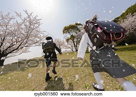 Japanese elementary school students and cherry blossoms View Large Photo Image Stock Image - Japanese elementary school students and cherry blossoms. Fotosearch
