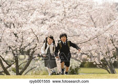 Japanese elementary school students and cherry blossoms View Large Photo Image Stock Photography - Japanese elementary school students and cherry blossoms. Fotosearch