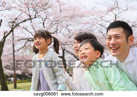 Japanese family with cherry blossoms in a city park View Large Photo Image Stock Image - Japanese family with cherry blossoms in a city park. Fotosearch