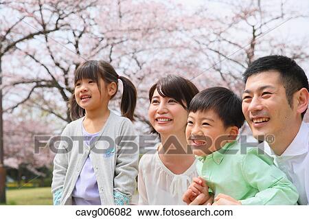 Japanese family with cherry blossoms in a city park View Large Photo Image Stock Image - Japanese family with cherry blossoms in a city park. Fotosearch