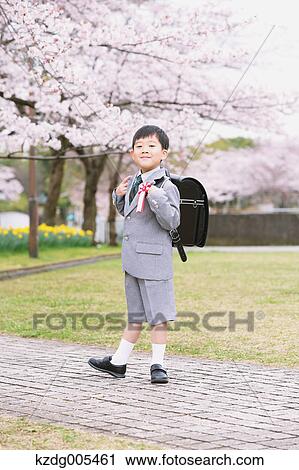 Stock Image - Japanese kid with cherry blossoms in a city park. Fotosearch