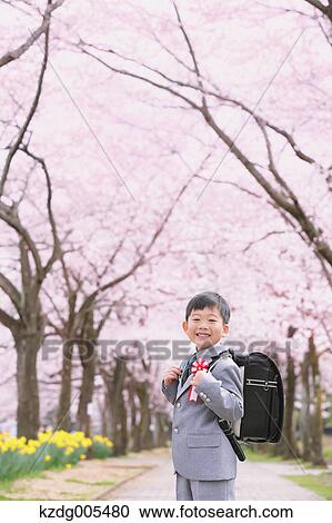 Stock Image - Japanese kid with cherry blossoms in a city park. Fotosearch
