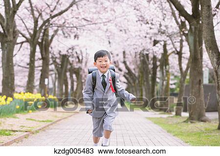 Stock Image - Japanese kid with cherry blossoms in a city park. Fotosearch