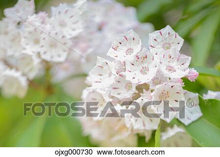 Kalmia View Large Photo Image Stock Image - Kalmia. Fotosearch
