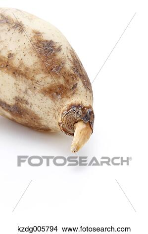 Picture - Lotus root. Fotosearch