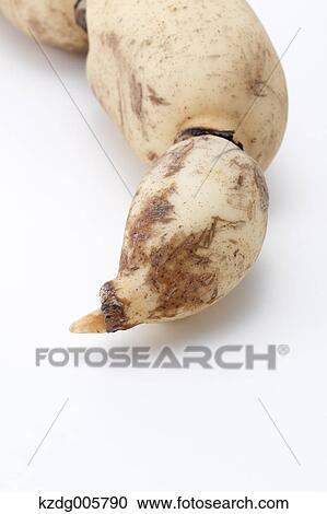Lotus root View Large Photo Image Stock Image - Lotus root. Fotosearch