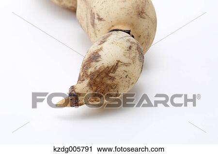 Stock Image - Lotus root. Fotosearch