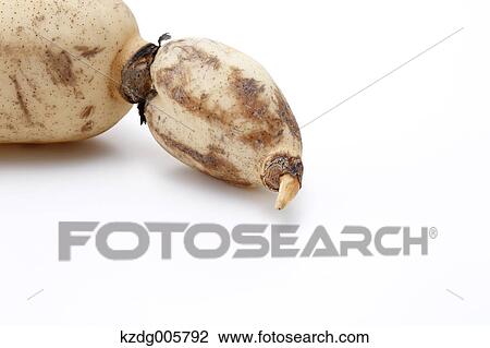Lotus root View Large Photo Image Stock Image - Lotus root. Fotosearch