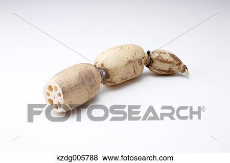 Stock Photo - Lotus root. Fotosearch