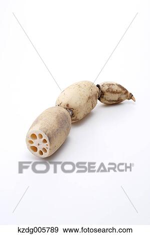 Stock Photo - Lotus root. Fotosearch