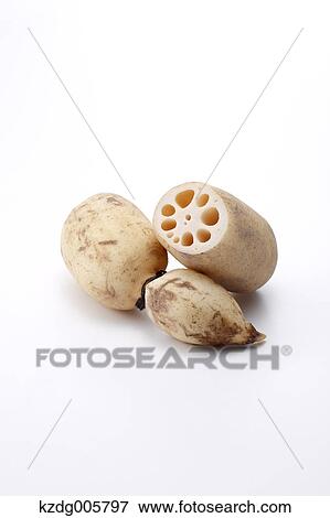 Stock Photo - Lotus root. Fotosearch