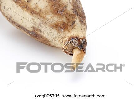 Stock Photography - Lotus root. Fotosearch
