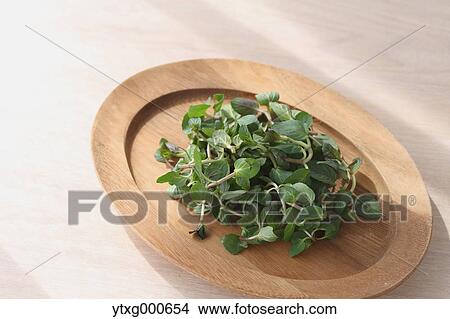Mint View Large Photo Image Picture - Mint. Fotosearch