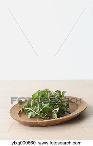 Mint View Large Photo Image Stock Image - Mint. Fotosearch