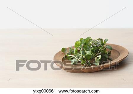 Mint View Large Photo Image Stock Image - Mint. Fotosearch