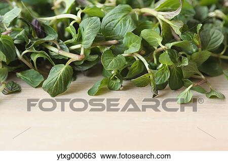 Mint View Large Photo Image Stock Image - Mint. Fotosearch