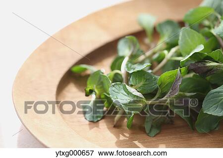 Mint View Large Photo Image Stock Photo - Mint. Fotosearch