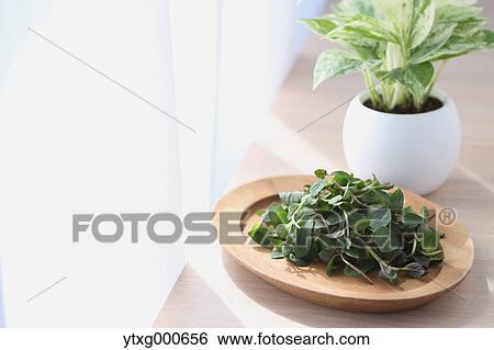 Mint View Large Photo Image Stock Photograph - Mint. Fotosearch