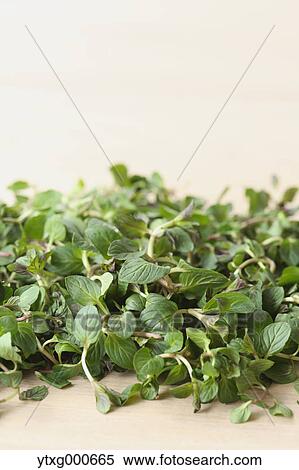 Mint View Large Photo Image Stock Photography - Mint. Fotosearch