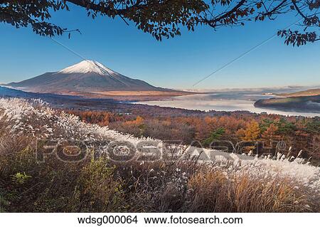 Picture - Morning light illuminating Mount Fuji and Lake Yamanaka with Autumn leaves, Yamanashi Prefecture, Japan. Fotosearch