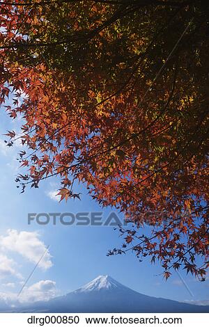 Mount Fuji and Autumn leaves from Arakura Sengen Shrine, Yamanashi Prefecture, Japan View Large Photo Image Stock Image - Mount Fuji and Autumn leaves from Arakura Sengen Shrine, Yamanashi Prefecture, Japan. Fotosearch