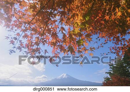 Mount Fuji and Autumn leaves from Arakura Sengen Shrine, Yamanashi Prefecture, Japan View Large Photo Image Stock Image - Mount Fuji and Autumn leaves from Arakura Sengen Shrine, Yamanashi Prefecture, Japan. Fotosearch