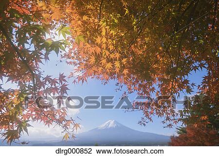 Mount Fuji and Autumn leaves from Arakura Sengen Shrine, Yamanashi Prefecture, Japan View Large Photo Image Stock Image - Mount Fuji and Autumn leaves from Arakura Sengen Shrine, Yamanashi Prefecture, Japan. Fotosearch