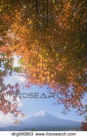 Mount Fuji and Autumn leaves from Arakura Sengen Shrine, Yamanashi Prefecture, Japan View Large Photo Image Stock Image - Mount Fuji and Autumn leaves from Arakura Sengen Shrine, Yamanashi Prefecture, Japan. Fotosearch