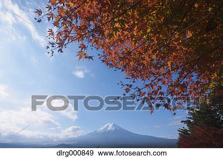 Mount Fuji and Autumn leaves from Arakura Sengen Shrine, Yamanashi Prefecture, Japan View Large Photo Image Stock Photo - Mount Fuji and Autumn leaves from Arakura Sengen Shrine, Yamanashi Prefecture, Japan. Fotosearch