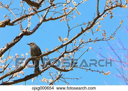 Plum blossoms View Large Photo Image Picture - Plum blossoms. Fotosearch