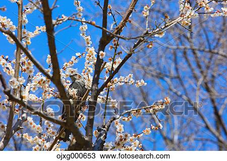Plum blossoms View Large Photo Image Stock Image - Plum blossoms. Fotosearch
