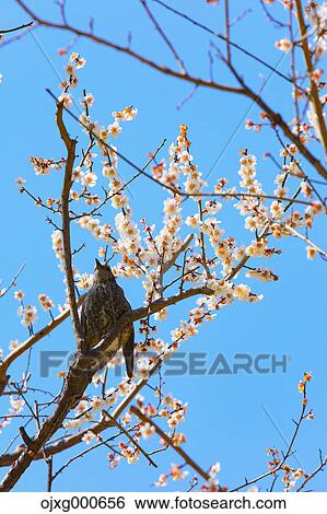 Plum blossoms View Large Photo Image Stock Photograph - Plum blossoms. Fotosearch